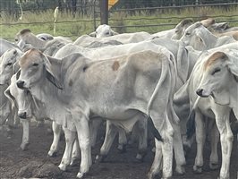 101  Brahman Calves