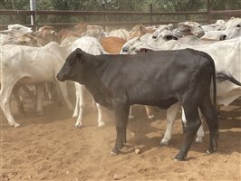 136  Brahman Heifers