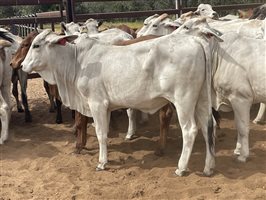 136  Brahman Heifers