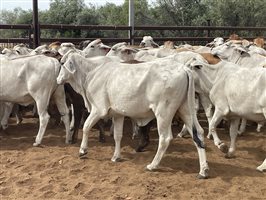 136  Brahman Heifers