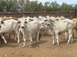 136  Brahman Heifers