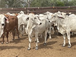 136  Brahman Heifers
