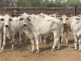 136  Brahman Heifers