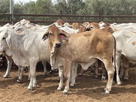136  Brahman Heifers