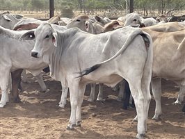 136  Brahman Heifers