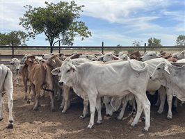 136  Brahman Heifers