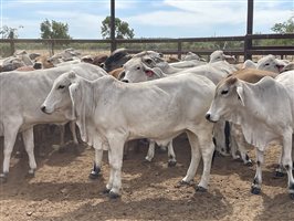136  Brahman Heifers