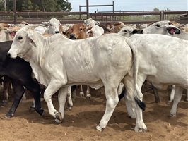 136  Brahman Heifers