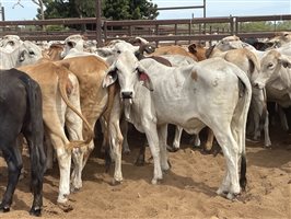 136  Brahman Heifers