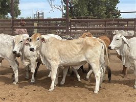 136  Brahman Heifers