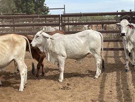 136  Brahman Heifers