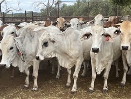 140  Brahman Cows