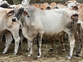 140  Brahman Cows