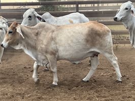 140  Brahman Cows