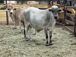 140  Brahman Cows