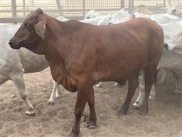 140  Brahman Cows