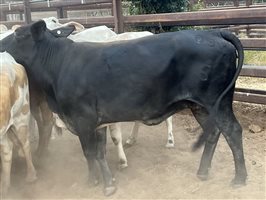 140  Brahman Cows