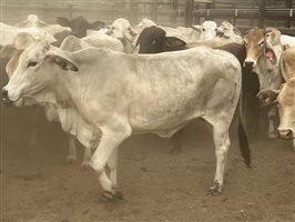140  Brahman Cows