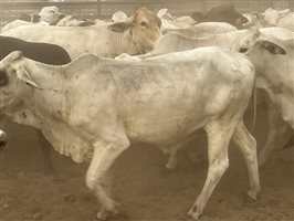 140  Brahman Cows
