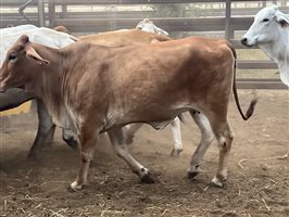 140  Brahman Cows