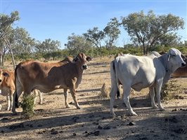 80  Brahman Cows