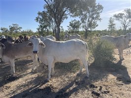 80  Brahman Cows