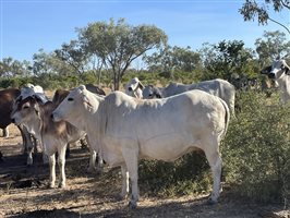 80  Brahman Cows