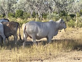 80  Brahman Cows