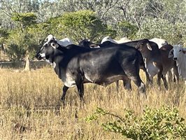 80  Brahman Cows