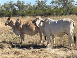 80  Brahman Cows