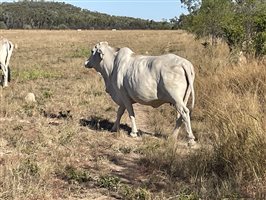 80  Brahman Cows
