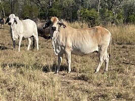 80  Brahman Cows
