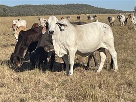80  Brahman Cows