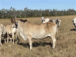 80  Brahman Cows