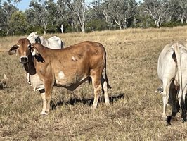 80  Brahman Cows