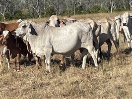 80  Brahman Cows