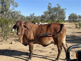 80  Brahman Cows
