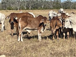 86  Brahman Cows & Calves