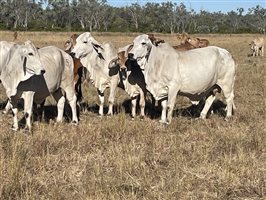 86  Brahman Cows & Calves