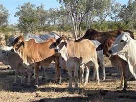 86  Brahman Cows & Calves