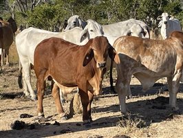 86  Brahman Cows & Calves