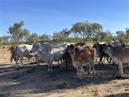 86  Brahman Cows & Calves