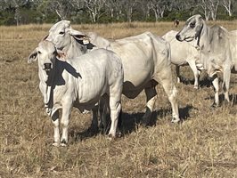 86  Brahman Cows & Calves