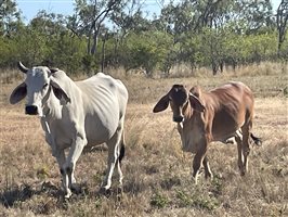 86  Brahman Cows & Calves