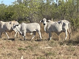 86  Brahman Cows & Calves