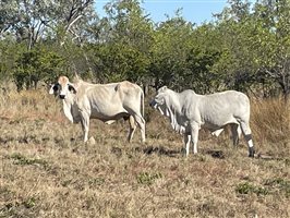 86  Brahman Cows & Calves