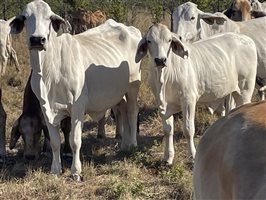 86  Brahman Cows & Calves