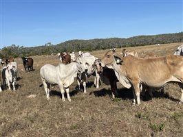 86  Brahman Cows & Calves