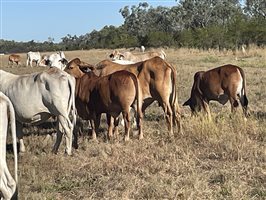 86  Brahman Cows & Calves