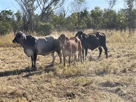 86  Brahman Cows & Calves
